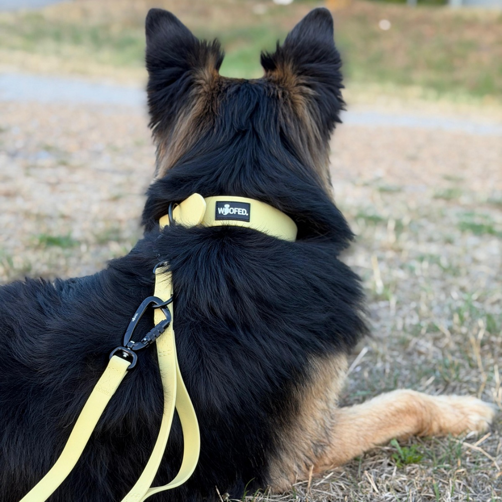 Hund in gelbem Geschirr mit schwarzem Clip, entspannt auf einer grünen Wiese liegend.