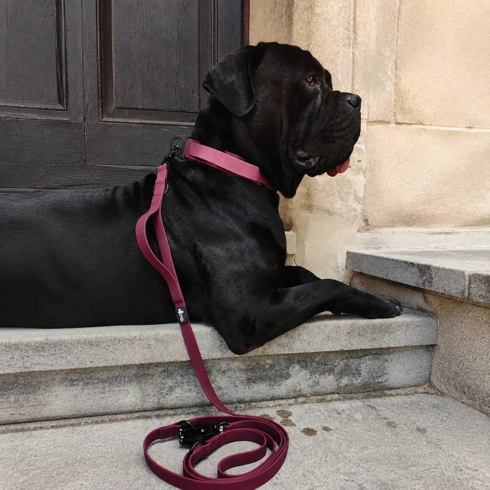 Schwarzer Hund sitzt auf Treppe mit pinkfarbenem Halsband und schlaffer Leine, Hintergrund mit altmodischem Ambiente.