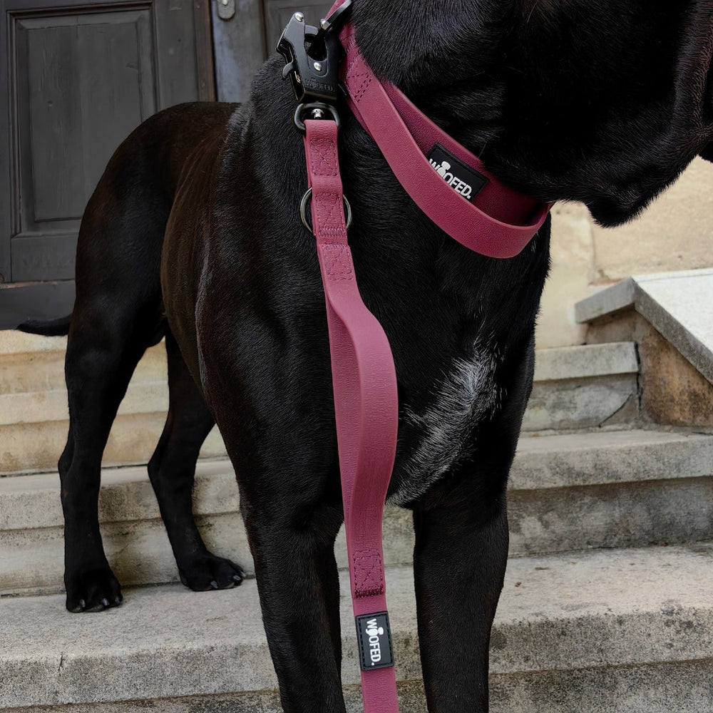 Schwarzer Hund mit burgunderfarbenem Geschirr und Leine auf einer Treppe vor einer Tür. WOOFLEX® Froschkarabiner sichtbar.