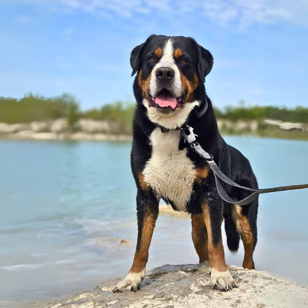 Hund mit schwarz-braunem Fell auf Felsen am Gewässer, trägt eine NYLON-Leine mit Froschkarabiner und hat die Zunge draußen.