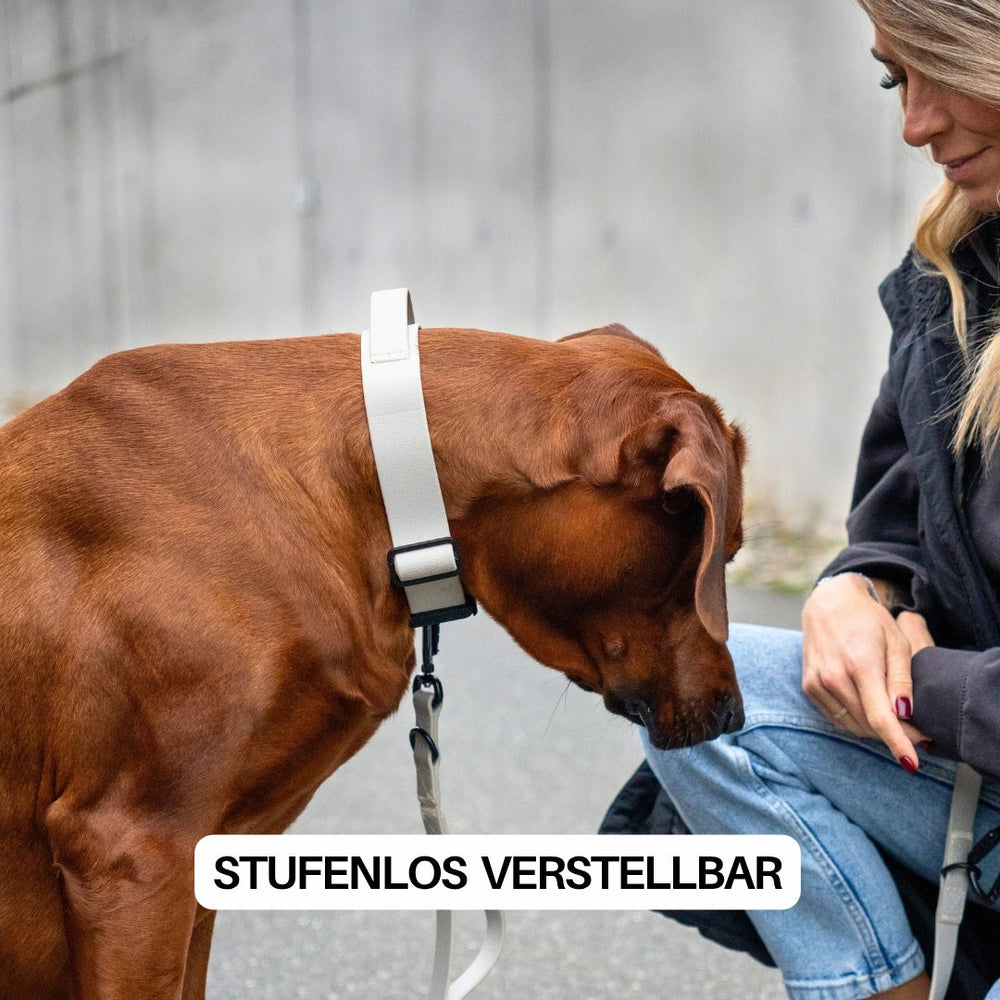 Frau mit braunem Hund in urbaner Umgebung, Hund trägt verstellbares WOOFLEX® Halsband, entspanntes Zusammensein.