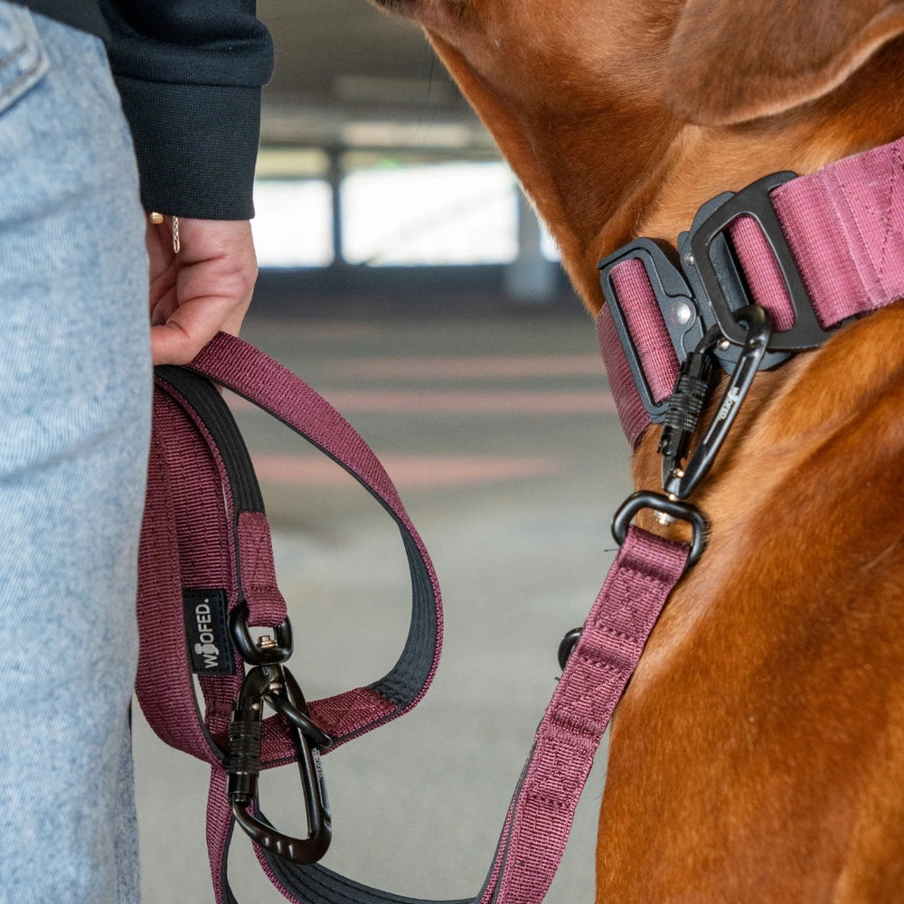 "Ultraleichtes lila Nylon-Halsband mit Griff, Person führt Hund an Leine und Geschirr."