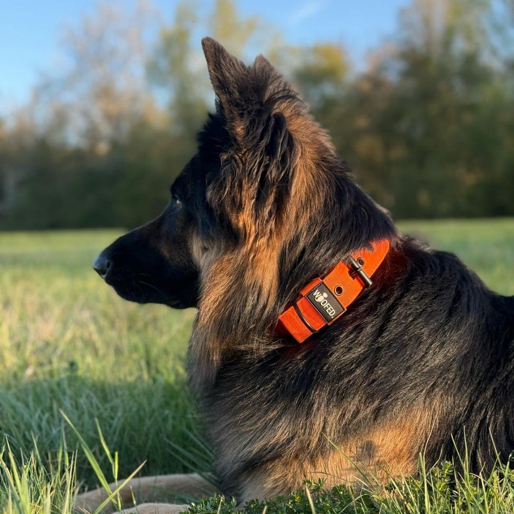 Nylon Classic Halsband in leuchtendem Orange an einem Schäferhund, sitzend auf einer grünen Wiese, sicher und komfortabel.