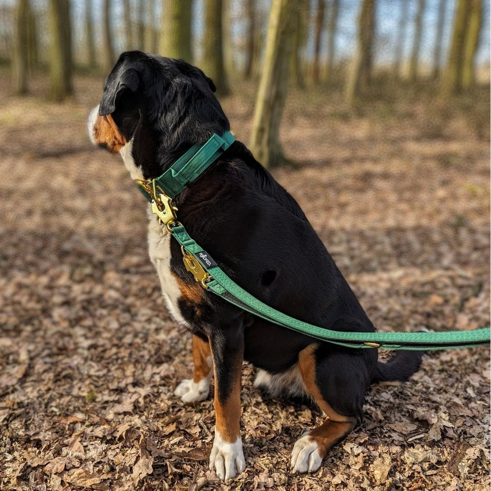 Hund mit schwarzem Fell im Wald, tragend ein grünes Geschirr und befestigt an einer grünen Führleine.