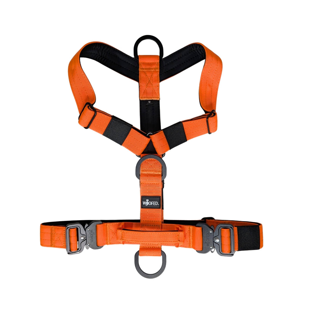 Orangefarbenes Y-Hundegeschirr mit robustem Material, verstellbaren Schnallen und praktischen D-Ringen für sicheren Halt.