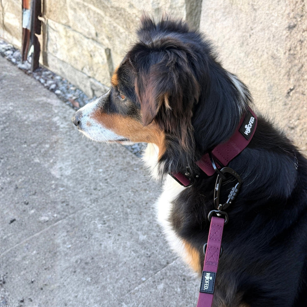 Hund mit schwarz-braunem Fell trägt ein verstellbares WOOFLEX® Tactical Halsband und steht vor einer Steinwand.