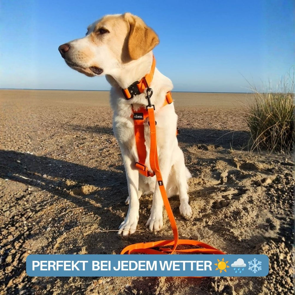Gelber Labrador am Strand, trägt orangefarbenes Y-Hundegeschirr WOOFLEX® und Leine, im Hintergrund Sanddünen.
