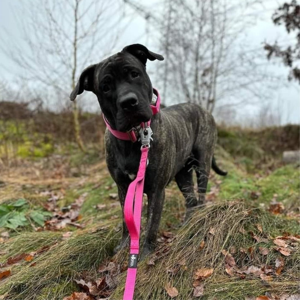 Hund mit gestreiftem Fell an pinker Leine auf grünem Gelände mit Bäumen und Laub. Ideal für Spaziergänge.