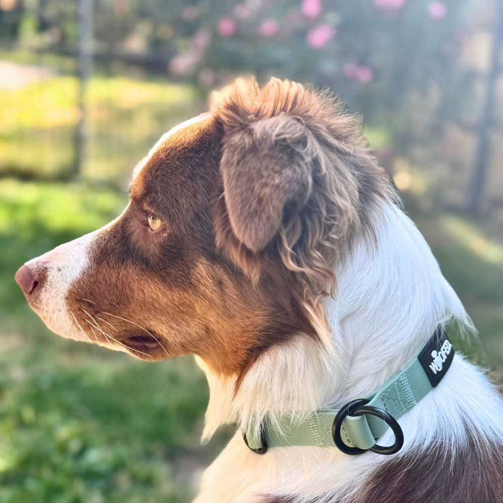 Hund im Profil mit braun-weißem Fell und grünem WOOFLEX® Halsband vor rosa Blüten und Zaun.