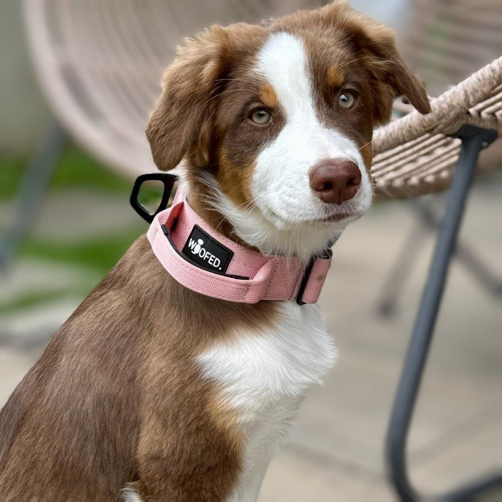 Hochwertiges nylon Halsband mit Griff, rosa, an einem braun-weißen Hund auf gepflastertem Boden.