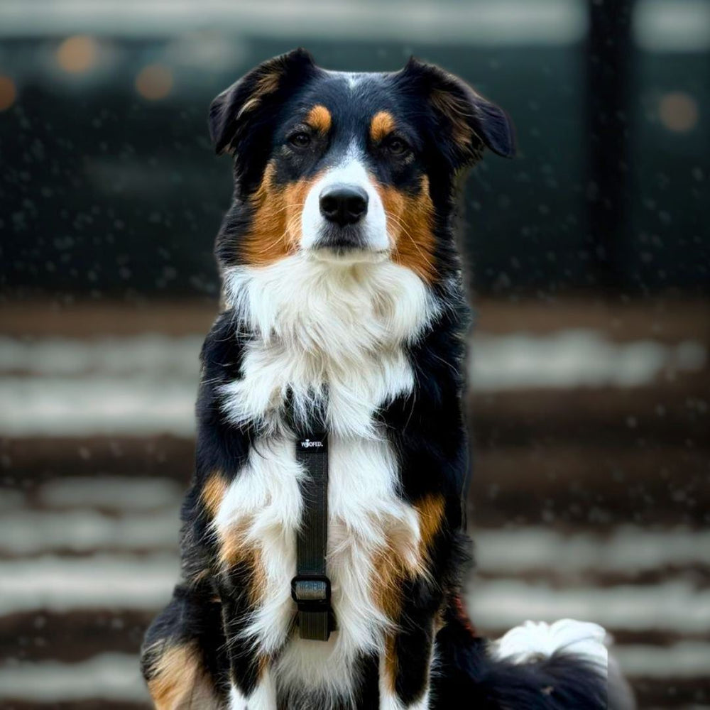 Schöner Hund mit Y-Hundegeschirr und weißem Brustfleck sitzt aufrecht und schaut in die Kamera.