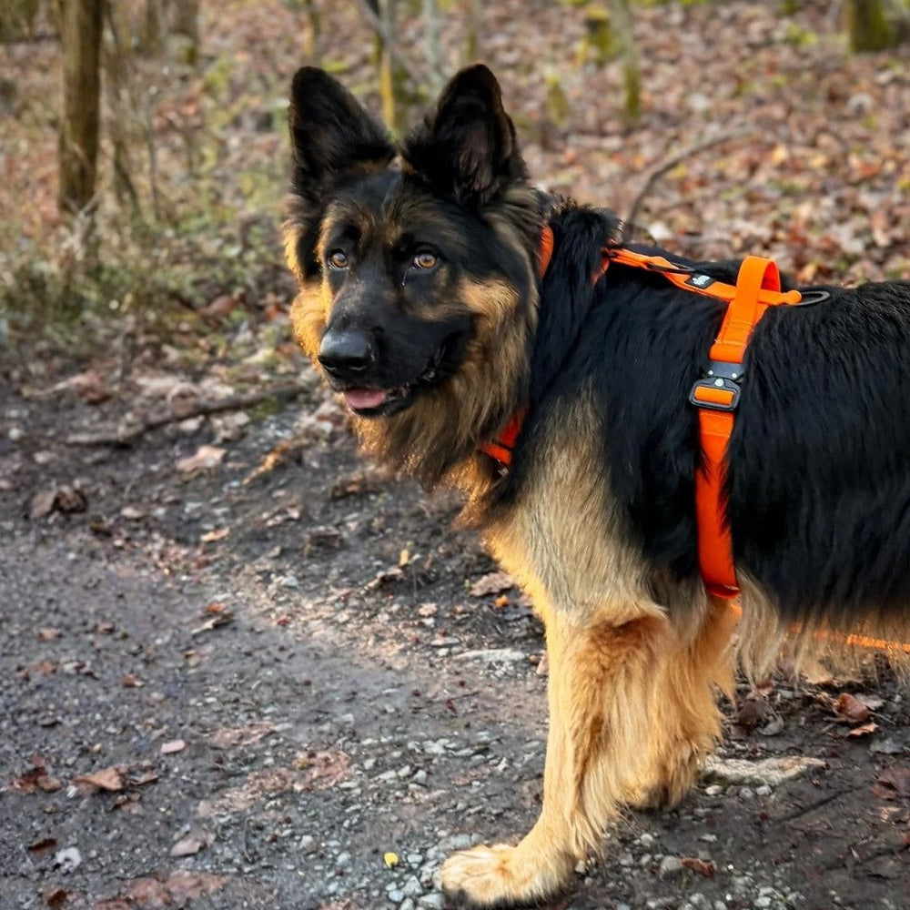 Schwarzer und brauner Hund im WOOFLEX® Geschirr auf einem Waldweg. Ideal für sichere Spaziergänge im Freien.