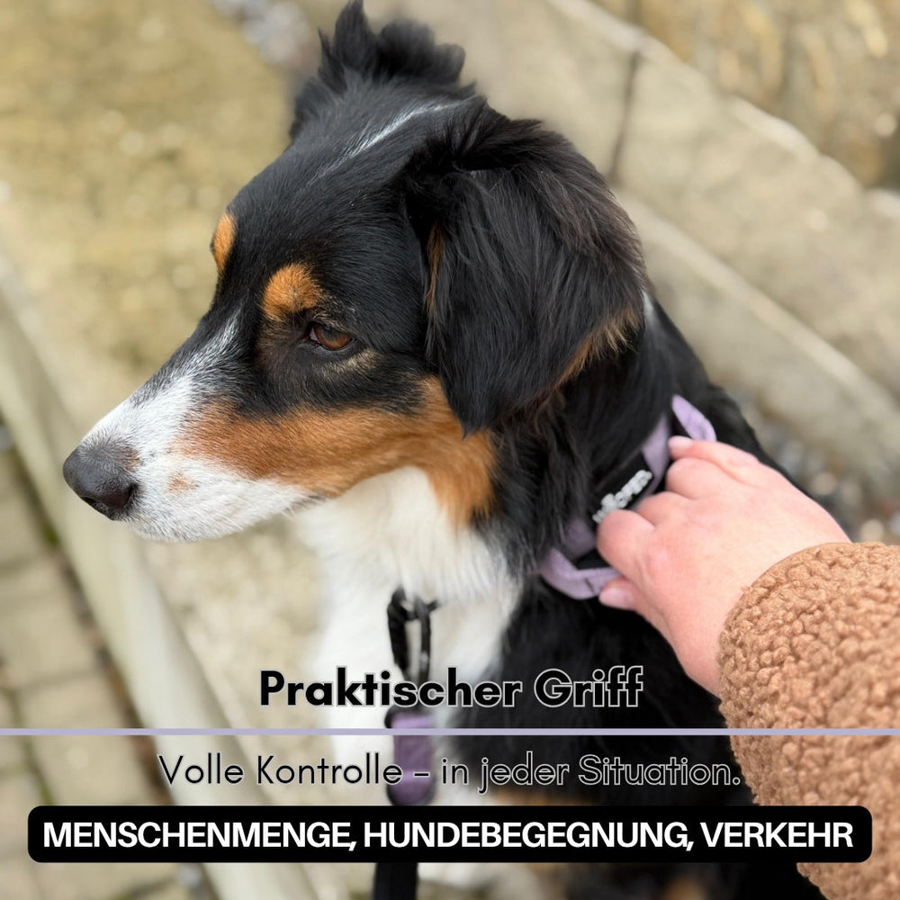 Ultraleichtes Nylon Halsband mit Griff für Hunde in urbaner Umgebung, ruhiger Hund in der Mitte des Bildes.