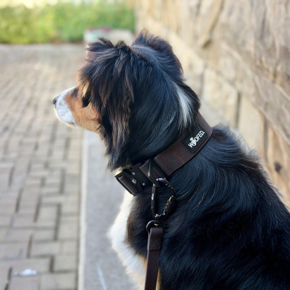 Hund mit braunem Halsband "WOOF" und farbenfrohem Fell an einer Steinmauer mit Führleine WOOFLEX® Pro.