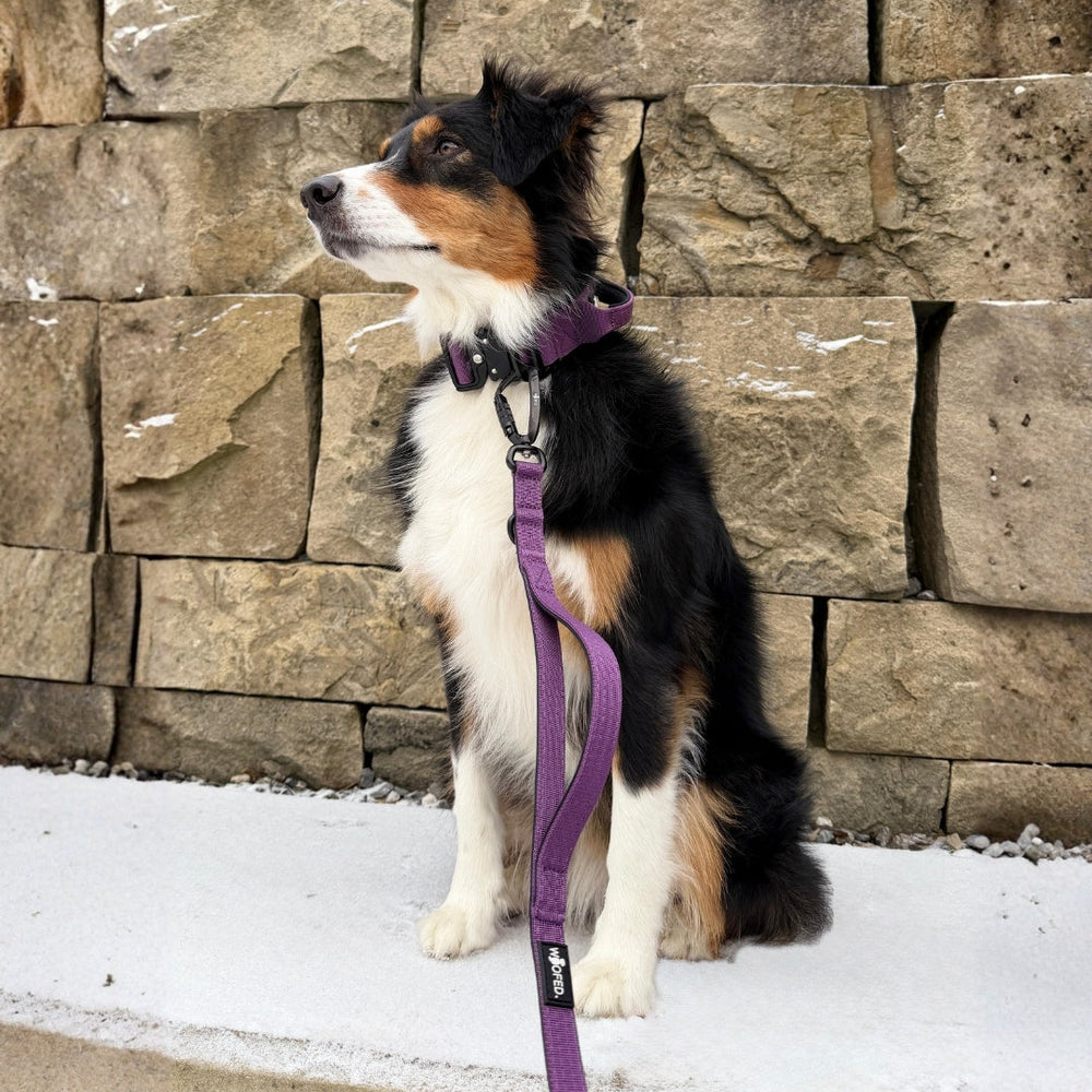 Hund mit geflecktem Fell sitzt an einer Steinmauer, trägt eine lila Halsband und ist mit einer NYLON Führleine gesichert.