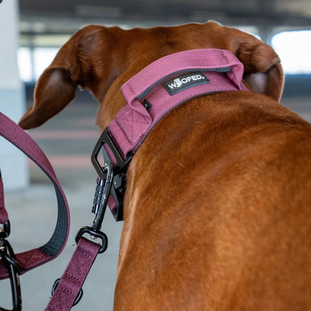 Hund mit braunem Fell trägt burgunderfarbenes Nylon-Geschirr mit Leine und Griff, von hinten fotografiert.