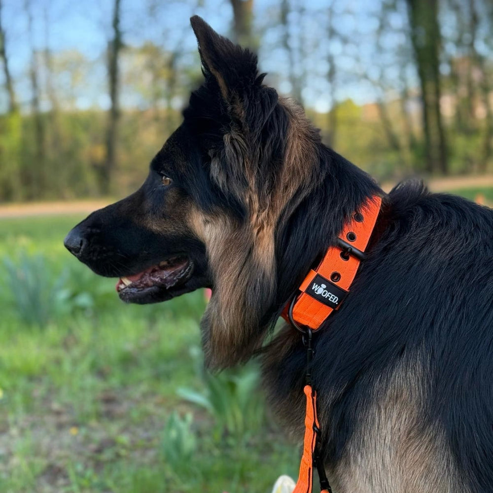 Hundeprofil mit orangefarbenem Geschirr auf grüner Wiese, umgeben von Bäumen, mit Nylon Classic Führleine.
