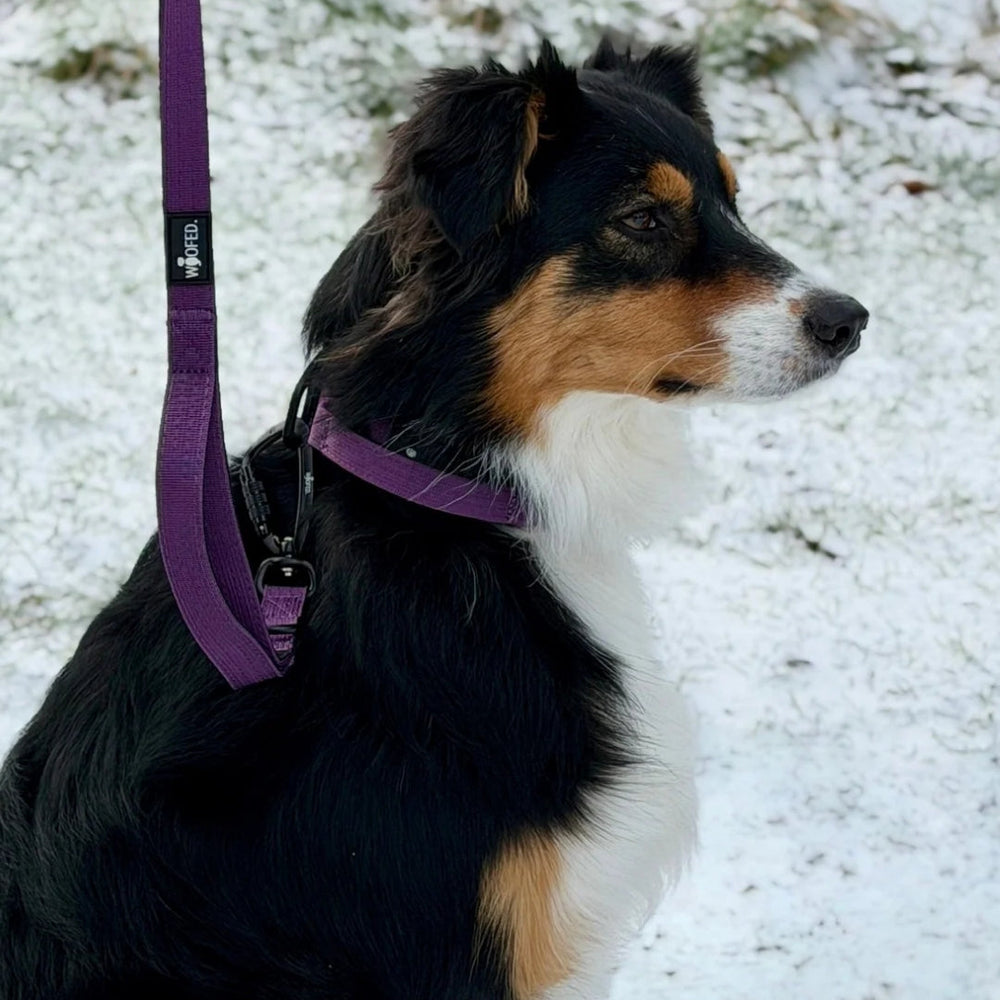 Hund mit lila Geschirr und Leine steht auf Schnee, schaut aufmerksam mit schwarz-braunem Fell und weißen Abzeichen.