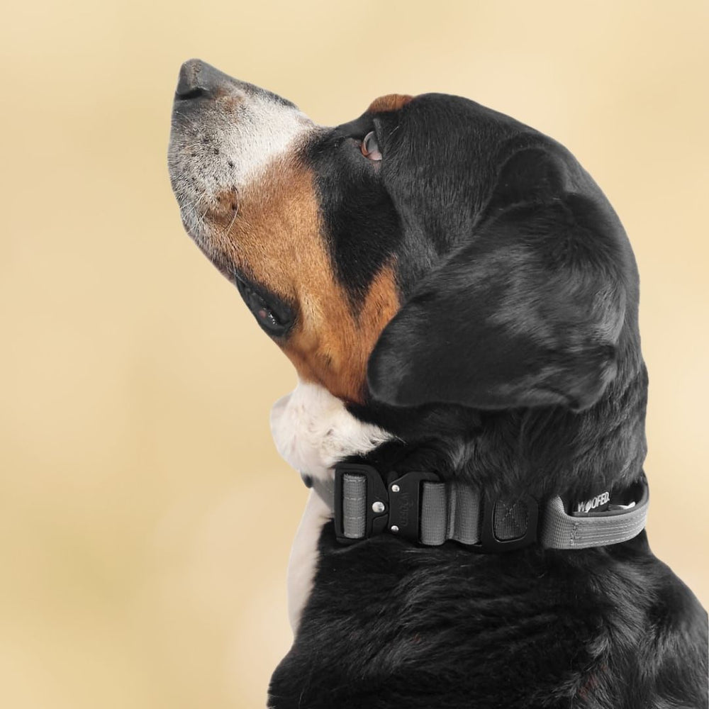 Hund im Profil mit einem schwarzen Nylon Tactical Halsband in sanften, neutralen Farben.
