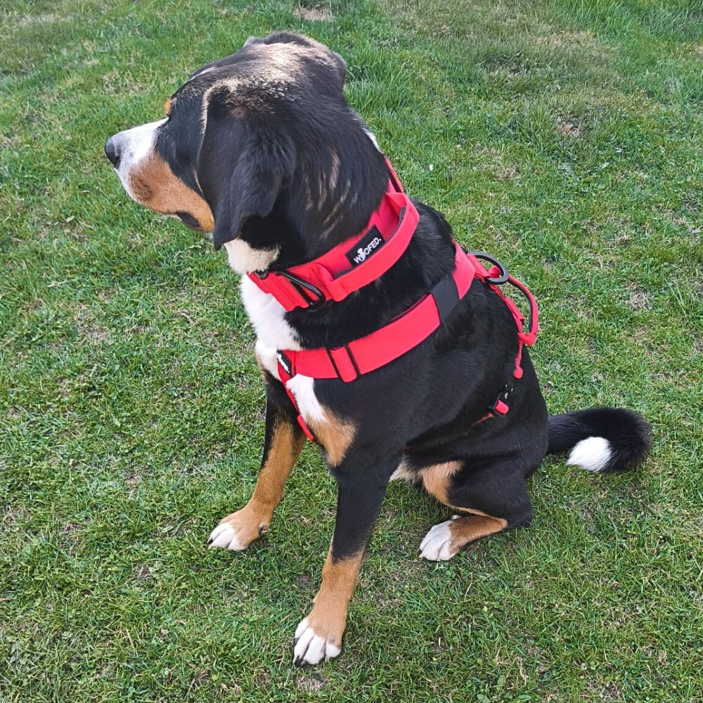 Hund im roten Y-Geschirr sitzt auf grünem Rasen, schaut nach rechts, mit schwarz-braunem Fell und weißen Akzenten.