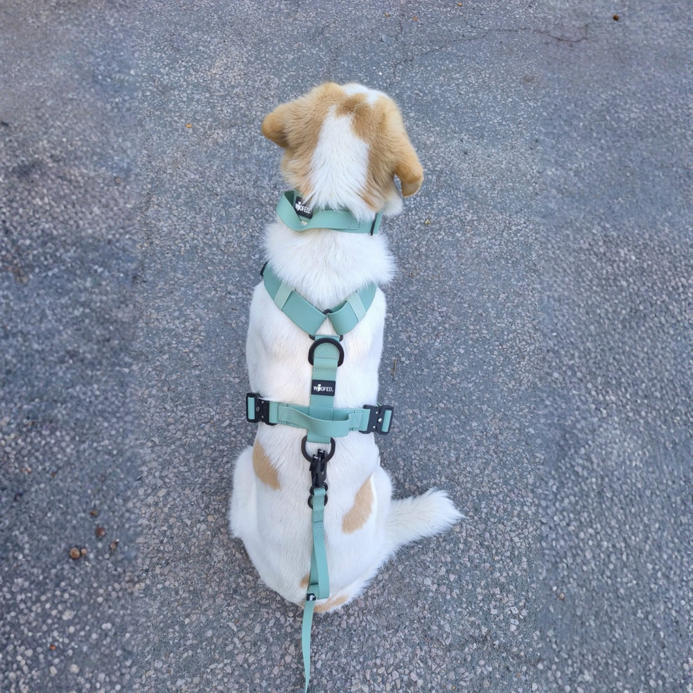 Hund im mintgrünen WOOFLEX® Geschirr sitzt auf dem Gehweg, erfreut mit Leine, cremefarbenes Fell mit braunen Flecken.