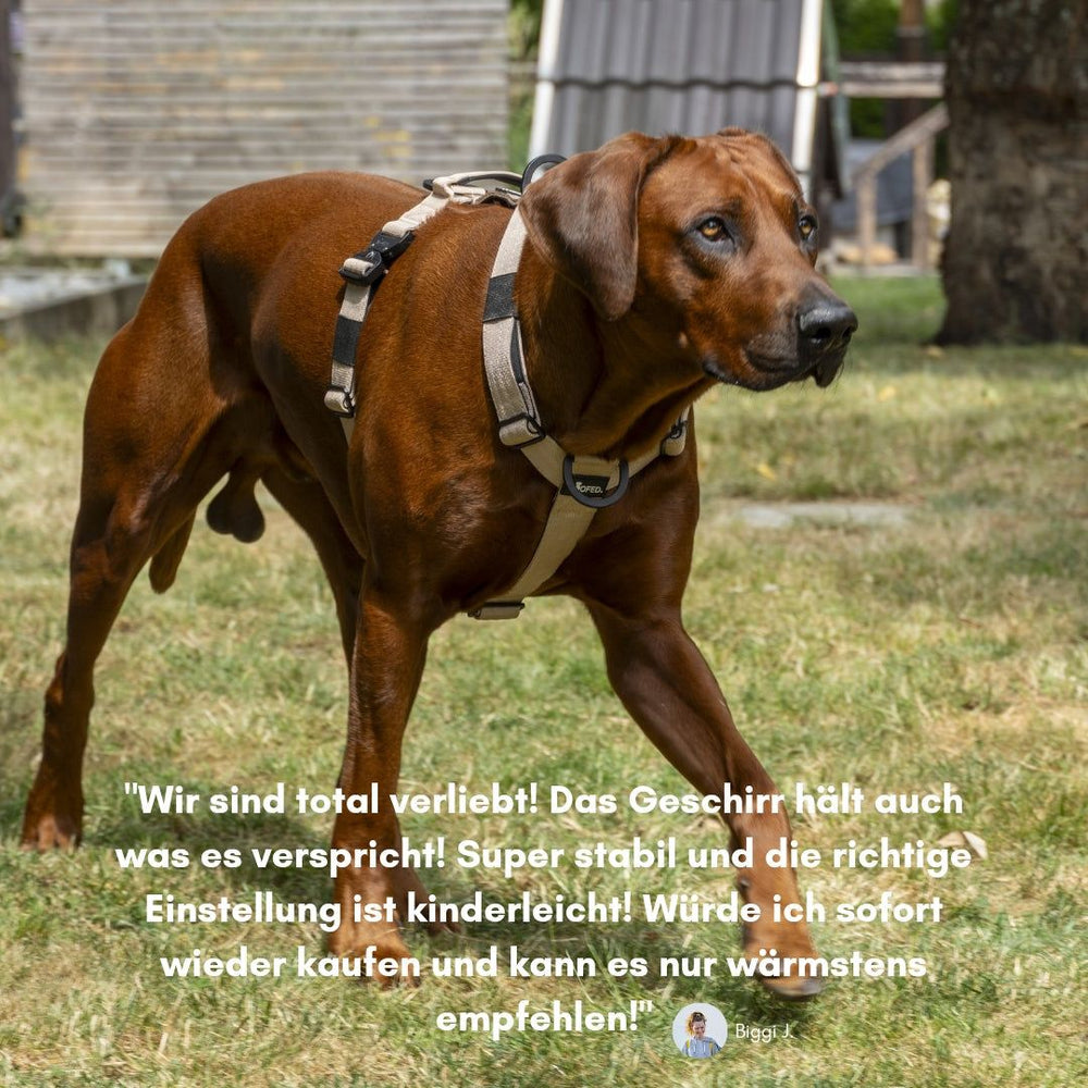 Brauner Hund im Y-Geschirr mit Griff, umgeben von Bäumen und einem Zaun, strahlt Zufriedenheit aus.