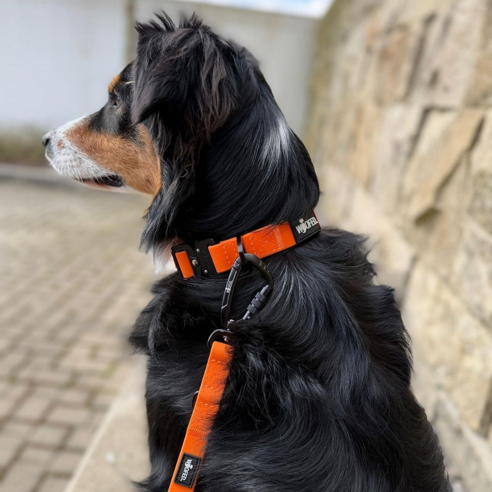 Verstellbares WOOFLEX® Halsband in Orange an einem schwarzen Hund, der seitlich sitzt.