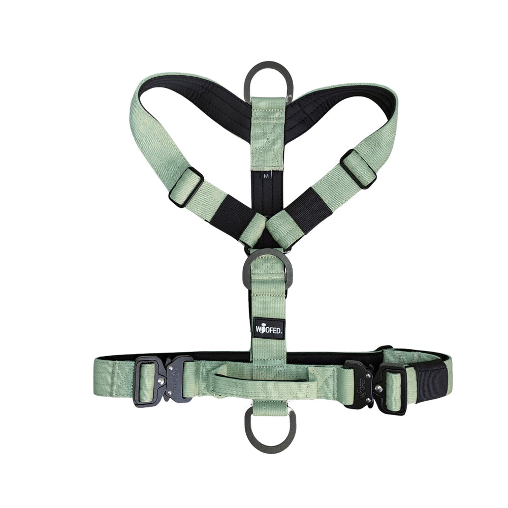 Y-Hundegeschirr in hellem Grünton mit Y-Design, verstellbaren Gurten und D-Ringen für Leinen. Ideal für sicheres Spazierengehen.