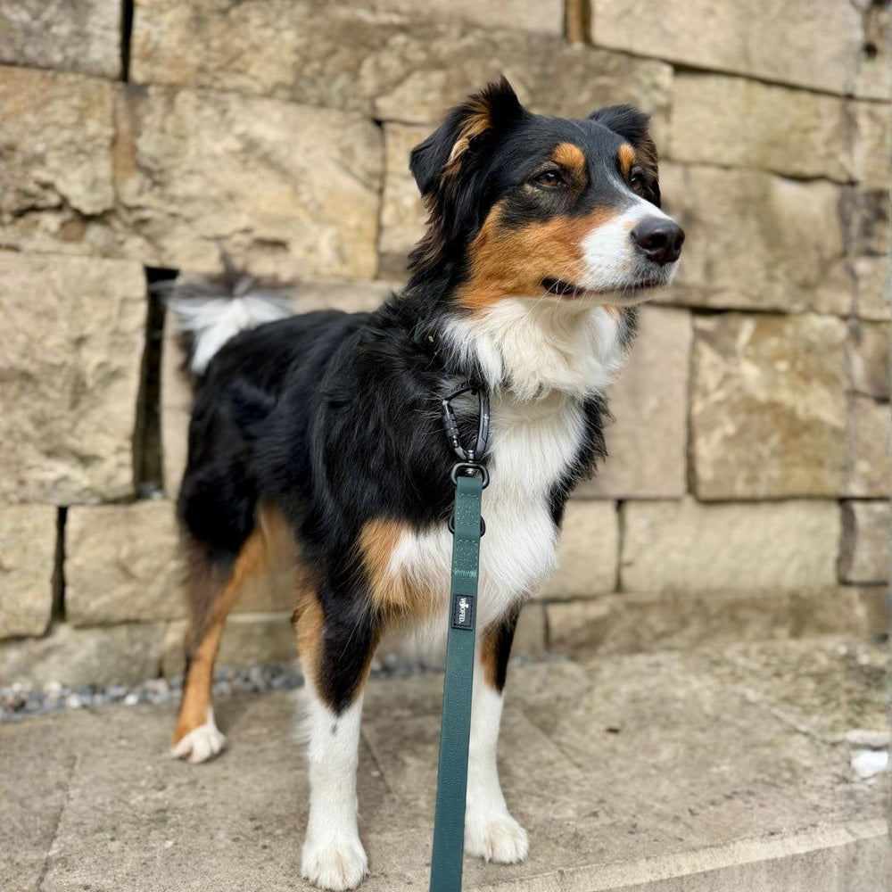 Schwarzer Hund mit braunen und weißen Abzeichen an grüner Führleine WOOFLEX® vor einer Steinmauer.