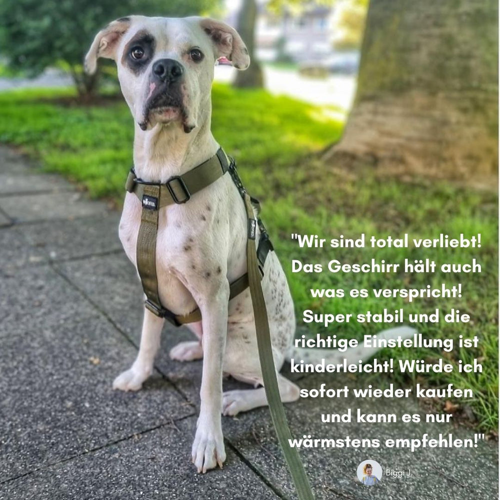 Hund im Y-Geschirr mit Griff sitzt aufmerksam auf dem Gehweg, umgeben von Bäumen und Gras.