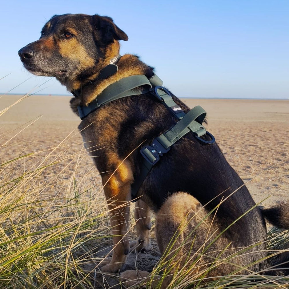 Brauner Hund im Y-Hundegeschirr WOOFLEX® sitzt in der Natur, umgeben von grünen Pflanzen.