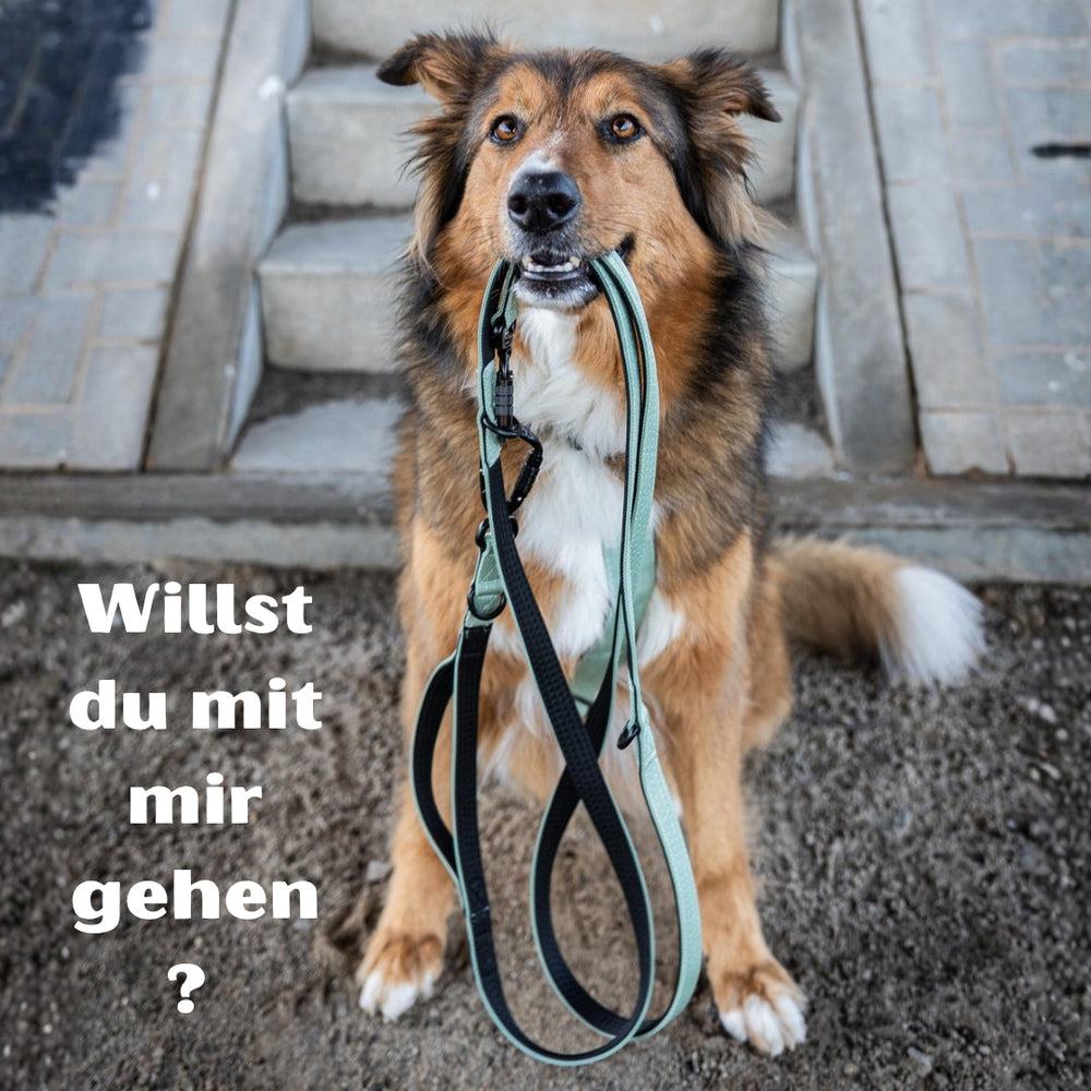 Brauner Hund mit flauschigem Fell hält Sicherheitsleine aus Nylon im Maul, bereit für einen Spaziergang.