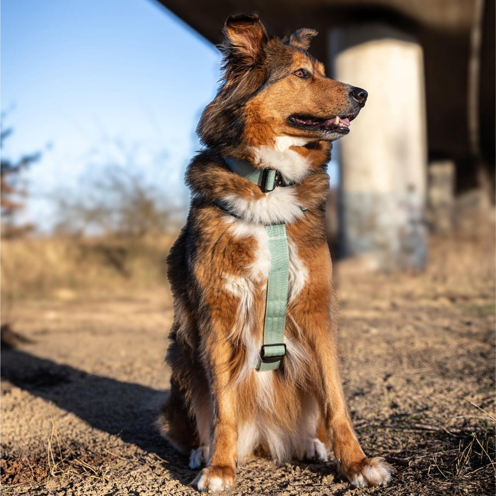 Hund im mintgrünen Y-Geschirr sitzt auf Sand und schaut aufmerksam in die Ferne.