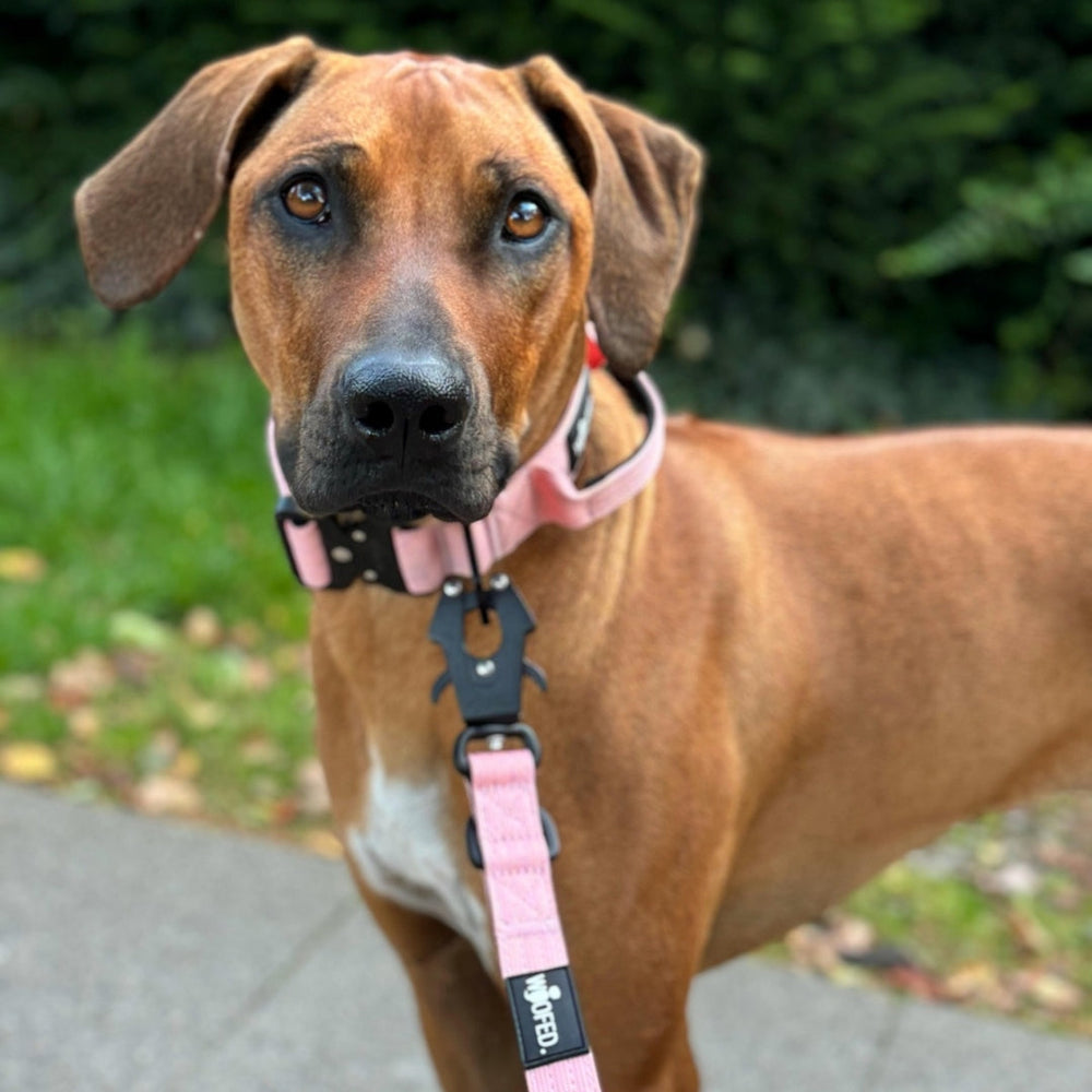 Brauner Hund mit pinkem Halsband und Leine auf einem gepflasterten Weg, umgeben von grünen Pflanzen.