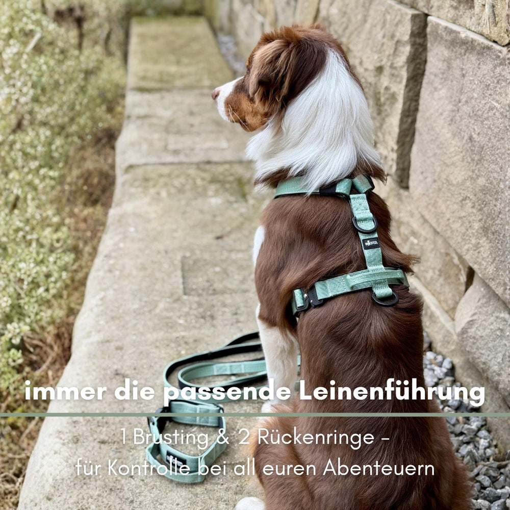 "Y-Hundegeschirr mit Griff in sanftem Grünton, elegant am Hund befestigt, vor steiniger Kulisse."