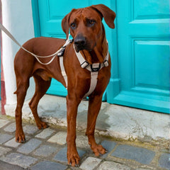Brauner Hund mit hellen WOOFLEX®-Geschirr steht aufmerksam vor blauer Tür auf gepflastertem Boden.