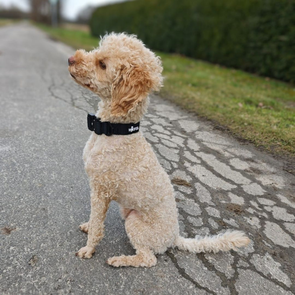 Hellbeiger Hund mit lockigem Fell sitzt auf einem Weg und trägt ein schwarzes Nylon-Halsband mit Griff.