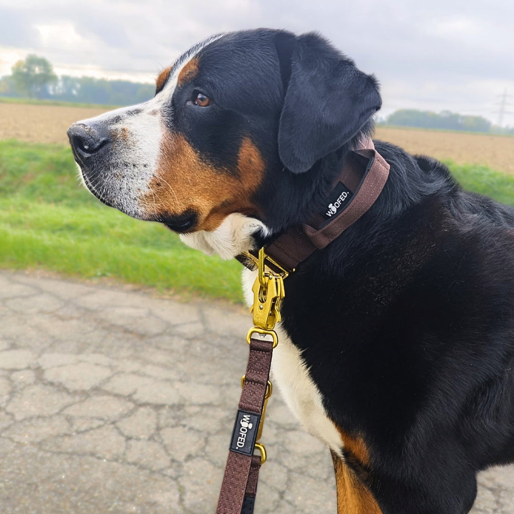 Hund mit braunem Halsband läuft an einer Froschkarabiner-NYLON-Leine über eine grüne Wiese unter bewölkt Himmel.