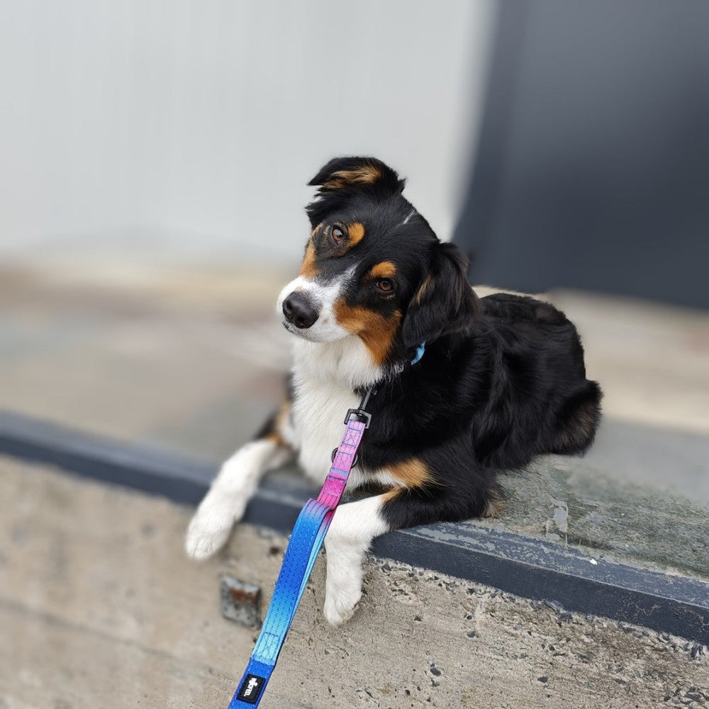 Hund mit bunter WOOFED. Nylon Classic Führleine sitzt entspannt auf einer Mauer und schaut neugierig in die Kamera.