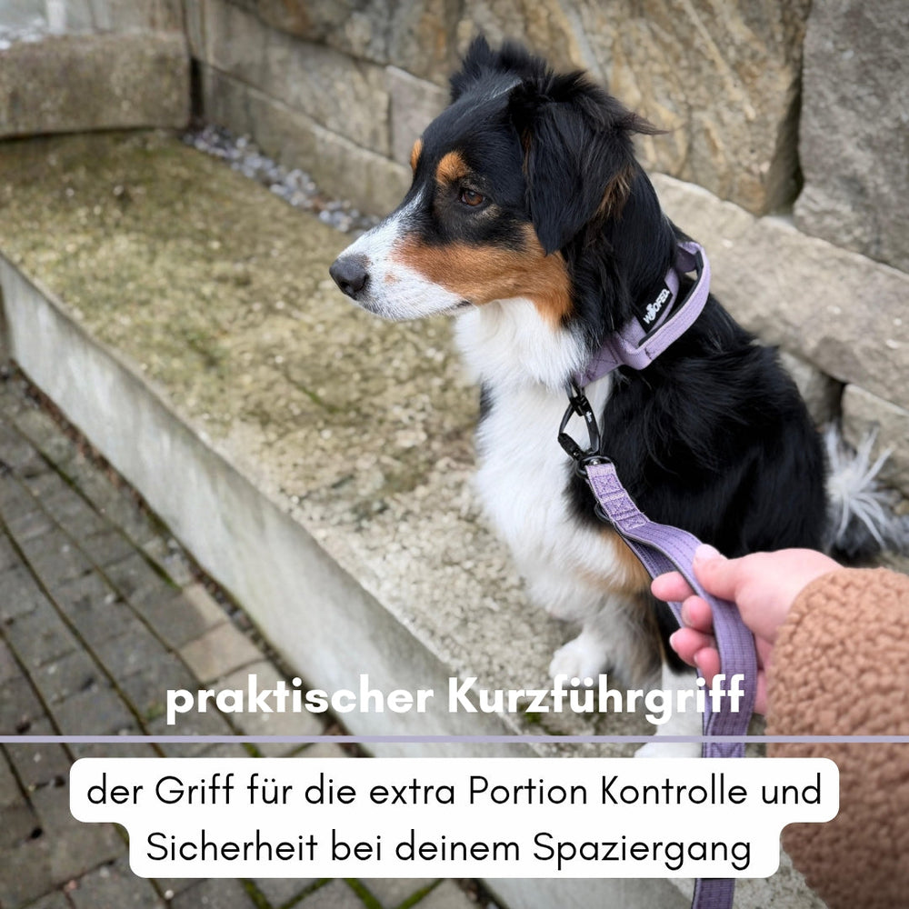 Hund mit Nylon-Führleine und Sicherheitskarabiner sitzt entspannt vor einer steinernen Wand.
