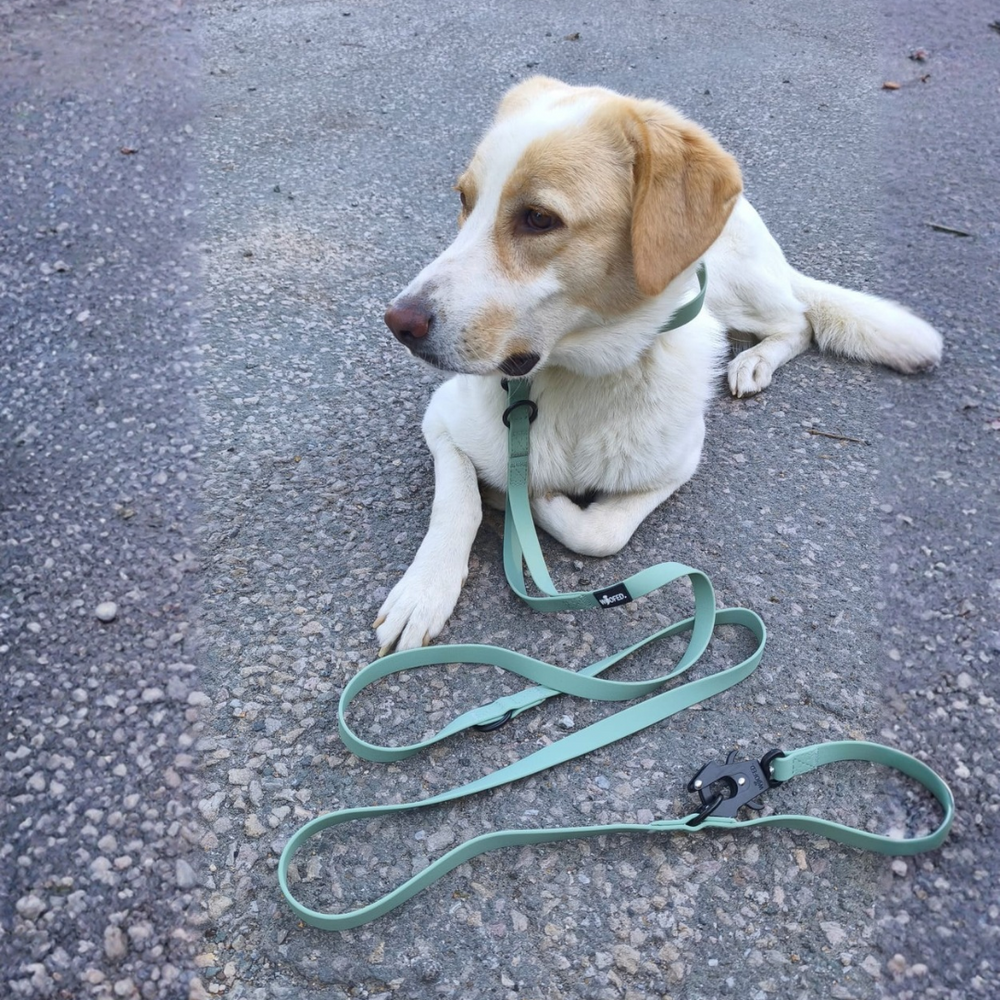 "Hund mit hellbeigem Fell und grünem Halsband liegt auf Asphalt neben WOOFLEX® Froschkarabiner-Leine."