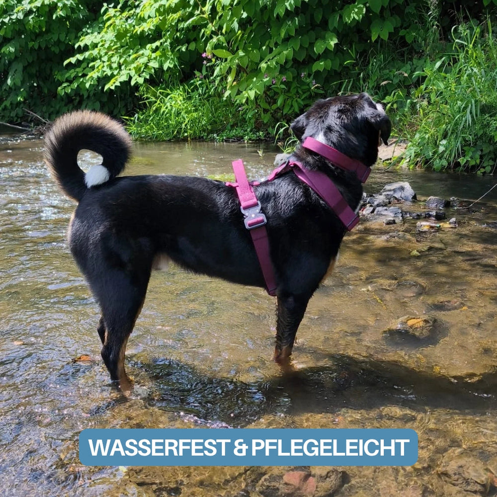 Hund im Wasser mit rotem WOOFLEX® Geschirr, umgeben von grünen Pflanzen und steinigen Boden, schaut neugierig nach oben.