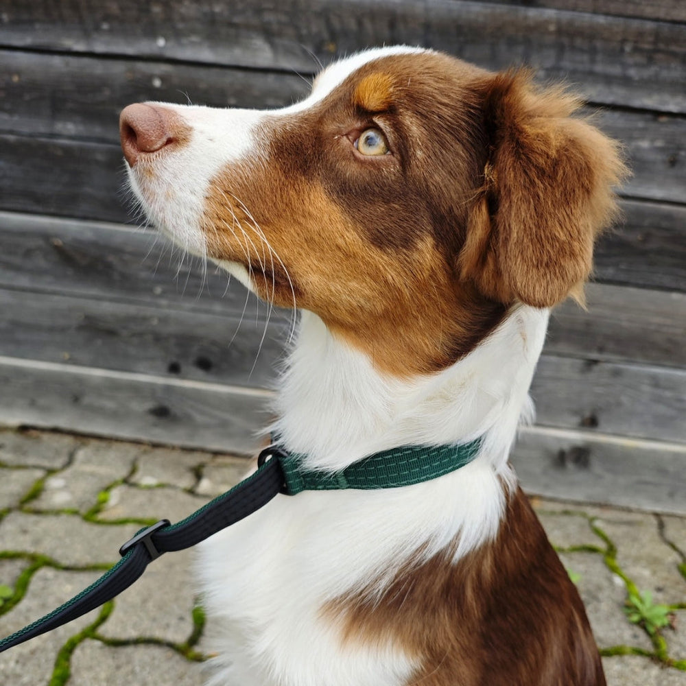 Nylon Retrieverleine von WOOFED für Hunde, verstellbar, bequem und sicher, ideal für Spaziergänge und Training.