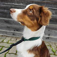 Nylon Retrieverleine von WOOFED für Hunde, verstellbar, bequem und sicher, ideal für Spaziergänge und Training.