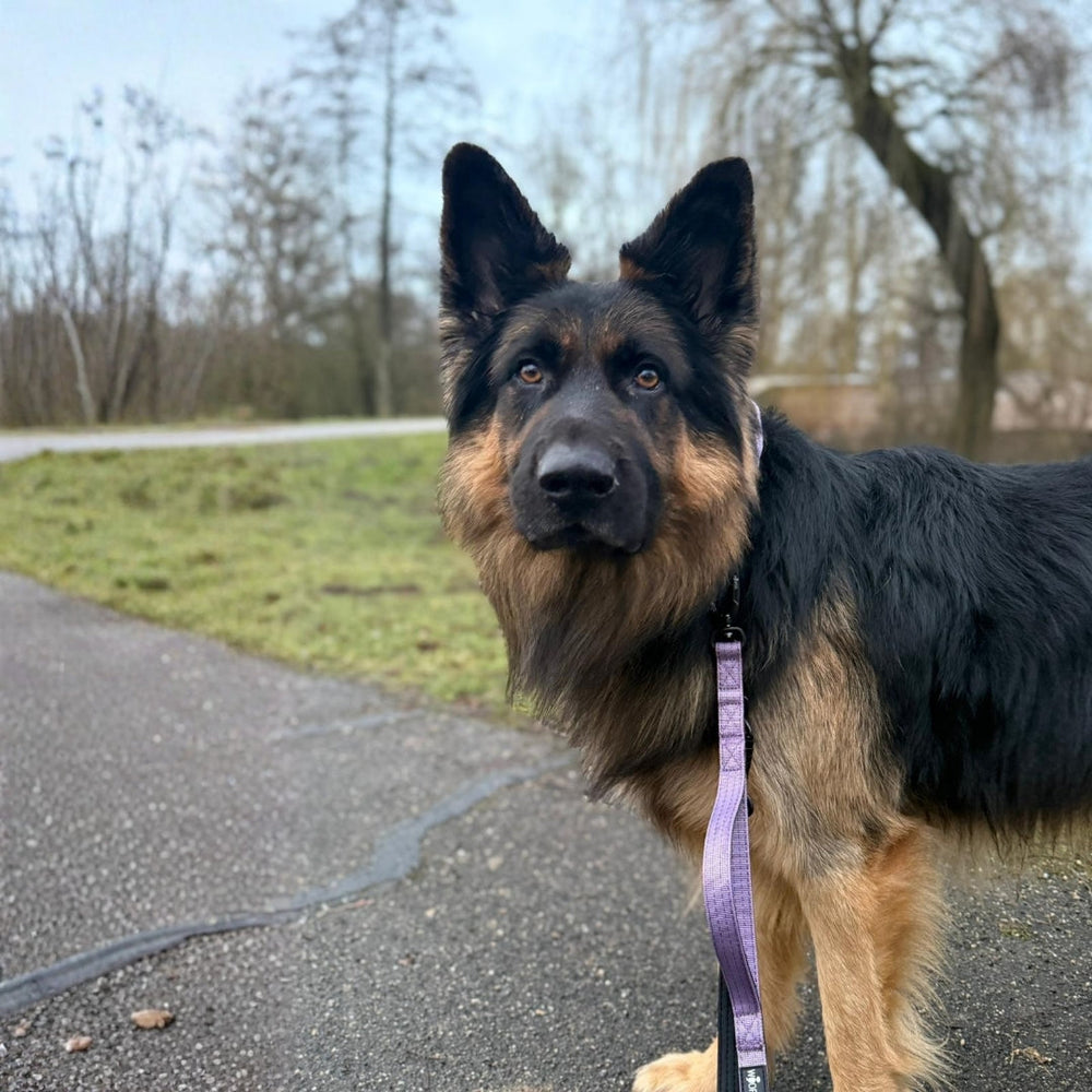 Schäferhund an einer robusten Nylonführleine mit Sicherheitskarabiner, umgeben von grüner Natur und Pflastersteinen.