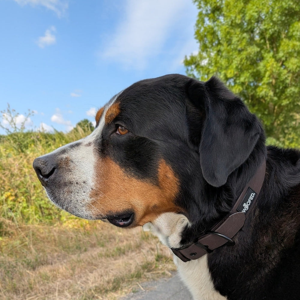 Hund mit braunem Halsband in grüner Landschaft unter blauem Himmel. Halsband WOOFLEX® Classic verstellbar.