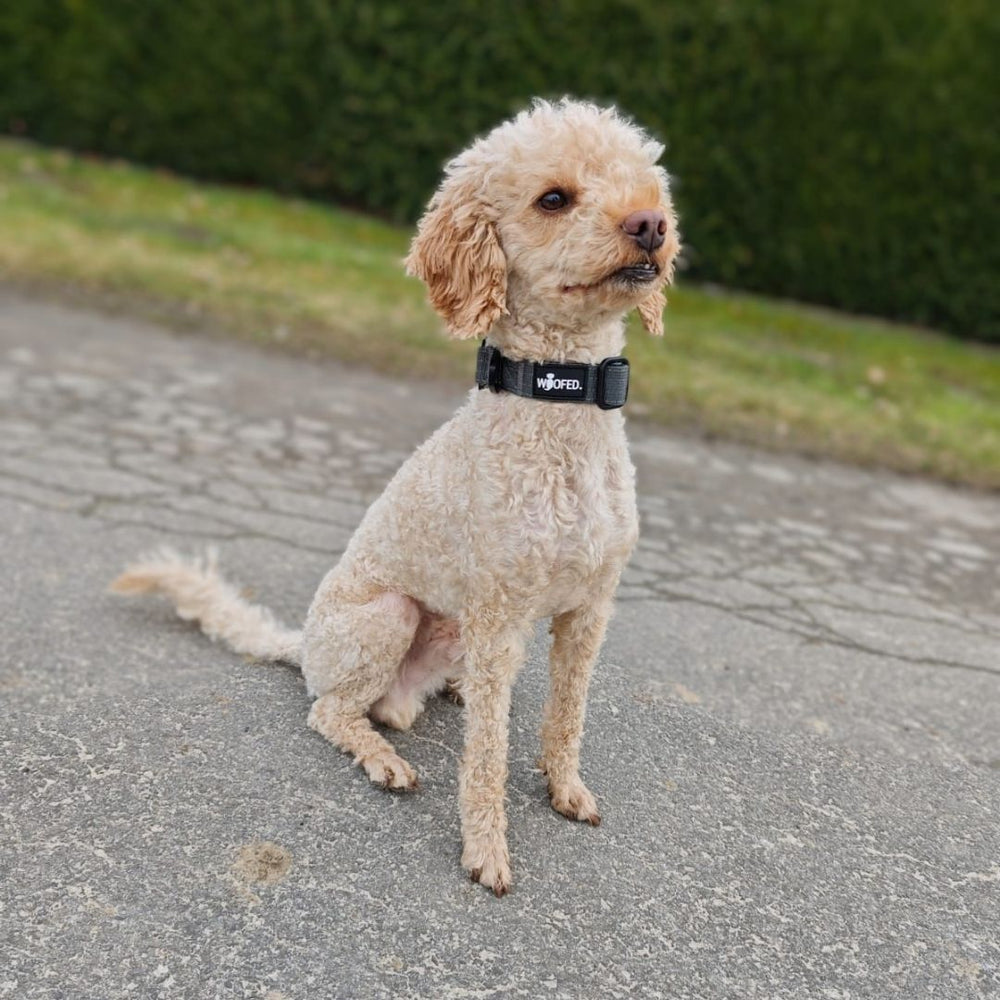 Kleiner hellbeiger Hund mit lockigem Fell trägt schwarzes Nylon-Halsband mit Griff auf gepflastertem Weg.