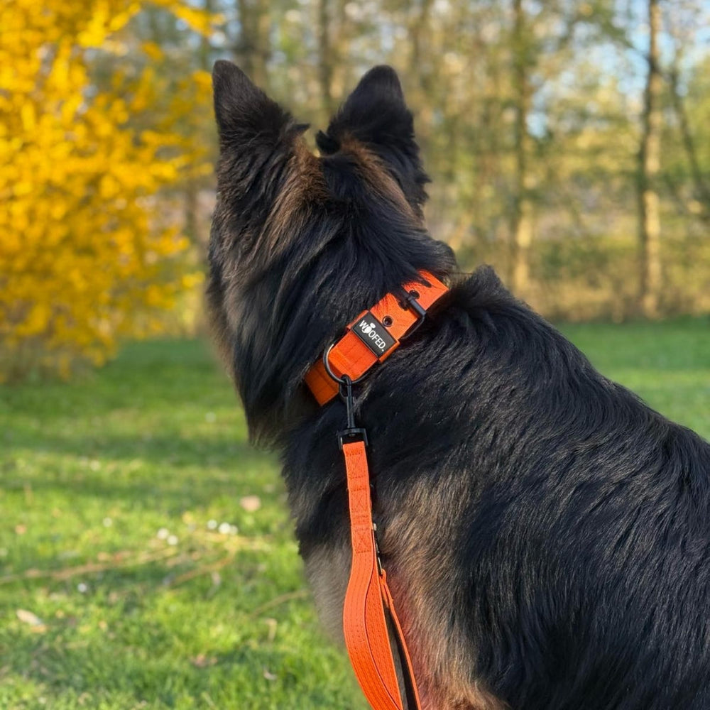 Hund auf Wiese mit oranges Halsband und passender Nylon Classic Führleine, umgeben von Bäumen und blühendem Strauch.