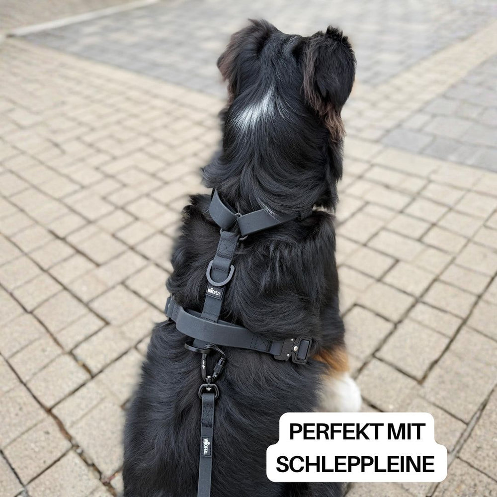Hund im WOOFLEX® Geschirr auf gepflastertem Boden, ideal für Spaziergänge mit Schleppleine.