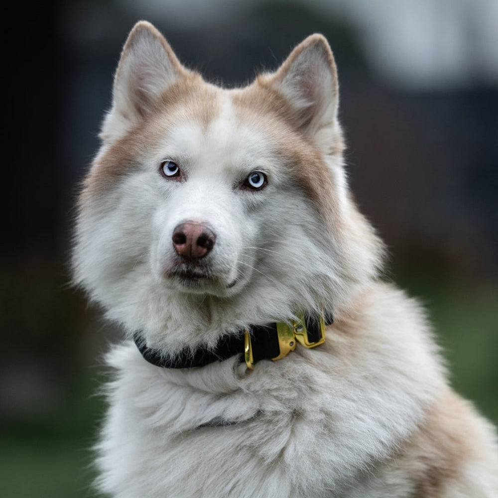 Siberian Husky mit braun-weißem Fell und blauen Augen trägt ein schwarzes Halsband mit gelben Details.